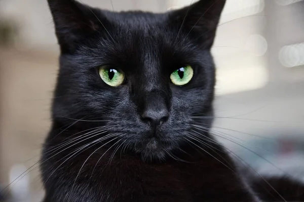 Detailní Záběr Tvář Černé Kočky Rozmazaném Pozadí — Stock fotografie