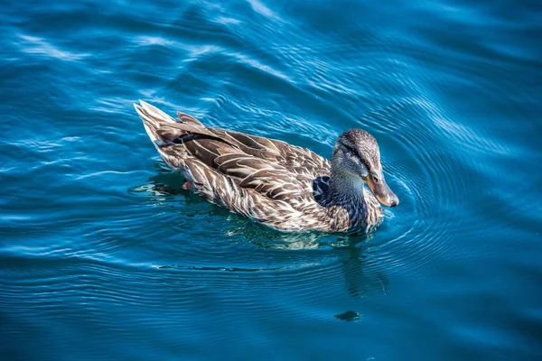Huzurlu Mavi Gölde Dişi Bir Yaban Ördeği — Stok fotoğraf