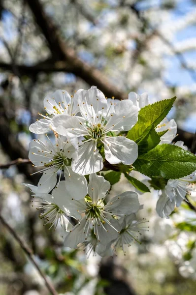 Uma Foto Close Das Delicadas Flores Macieira Branca Fundo Ensolarado — Fotografia de Stock