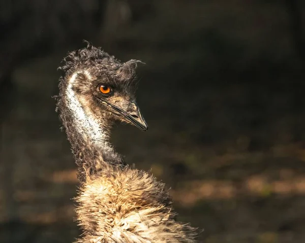 Closeup Shot Head Emu Bird Sunlight — Stock Photo, Image
