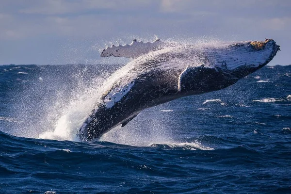 Grote Bultrug Walvis Breekt Uit Sydney Australië — Stockfoto