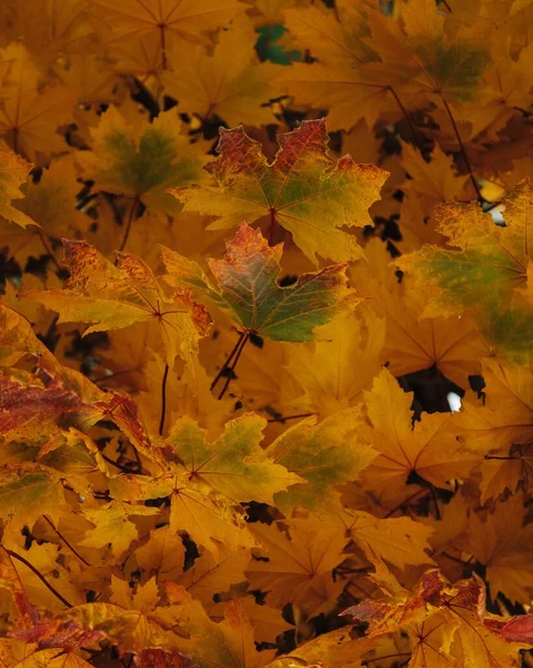 Eine Nahaufnahme Heller Herbstblätter — Stockfoto