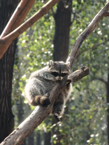 Vertical Shot Raccoon Tree Branch Zoo — Stock Photo, Image