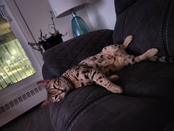 Großaufnahme Einer Bengalischen Katze Die Auf Einem Sofa Schläft — Stockfoto