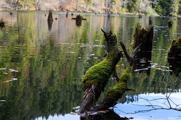 Вид Стволов Деревьев Озере — стоковое фото