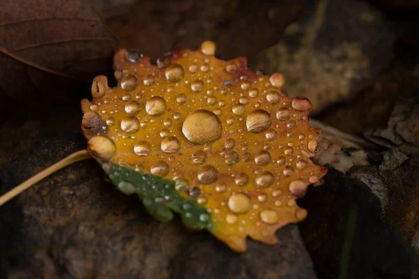 Closeup Shot Yellow Fallen Leaf Water Drops Forest — Stock Photo, Image