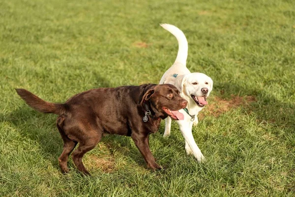 Две Милые Лабрадорские Собаки Бегают Траве — стоковое фото