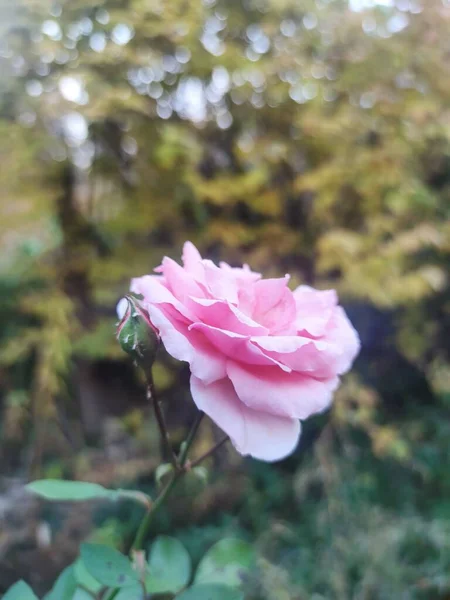 Крупный План Розовой Розы Саду — стоковое фото
