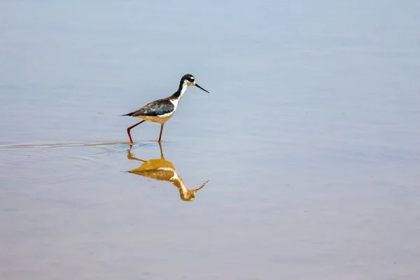 애리조나주의 호숫가에서 어슬렁어슬렁 거리는 — 스톡 사진