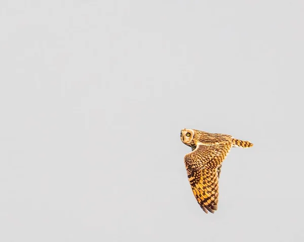 一只短翅猫头鹰张开翅膀飞行的特写镜头 — 图库照片