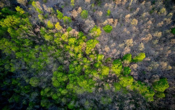 An aerial shot of forest with green trees