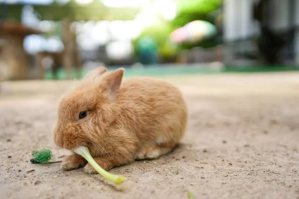 뉴질랜드 토끼가 무엇인가를먹고 모습을 클로즈업 — 스톡 사진