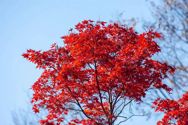 Изображение Деревьев Красными Листьями Голубым Небом Осенний Сезон — стоковое фото