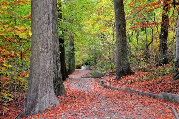 Bild Väg Täckt Röda Fallna Löv Och Stora Träd Hösten — Stockfoto