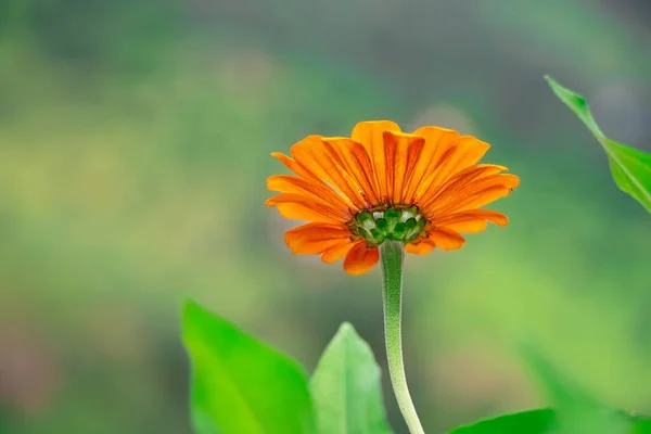 Close Uma Flor Laranja Calêndula Seu Caule Crescendo Jardim — Fotografia de Stock
