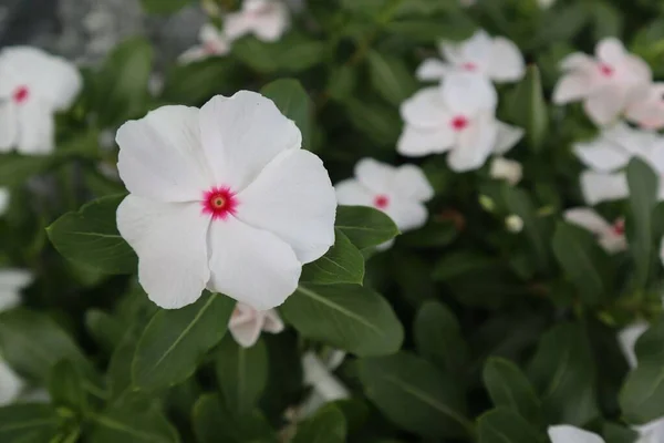 Küçük Beyaz Çiçeğin Yakın Çekimi — Stok fotoğraf