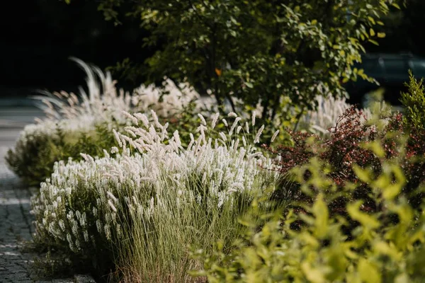 Bahçede Güzel Bir Melica Fıstığı Manzarası — Stok fotoğraf
