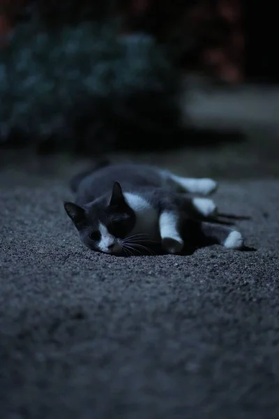 Selektivní Záběr Černobílé Kožešinové Kočky Ležící Noci Zemi Dvorku Osvětlené — Stock fotografie
