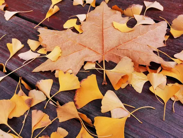 Сухие Осенние Листья Падают Деревянную Поверхность — стоковое фото