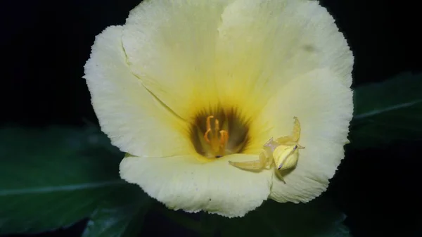 Крупним Планом Вид Жовтого Краба Павука Жовтій Квітці Ізольовано Темному — стокове фото