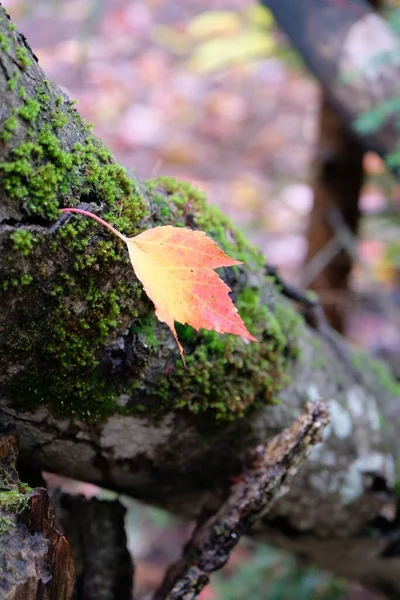 Вертикальный Снимок Осеннего Листа Мхом Дереве — стоковое фото