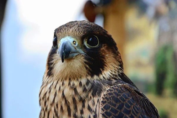 Een Selectie Van Een Shaheen Falcon Portret Falco Peregrinus Peregrinator — Stockfoto