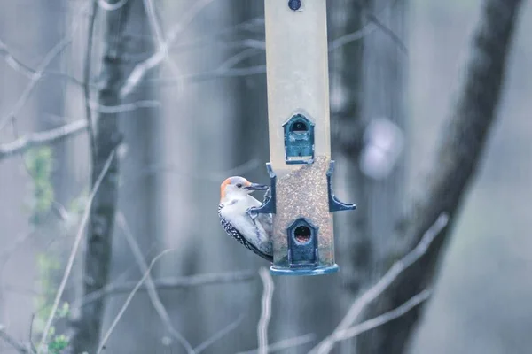 Een Prachtig Uitzicht Vogels Die Rondhangen Bij Vogelvoederder — Stockfoto