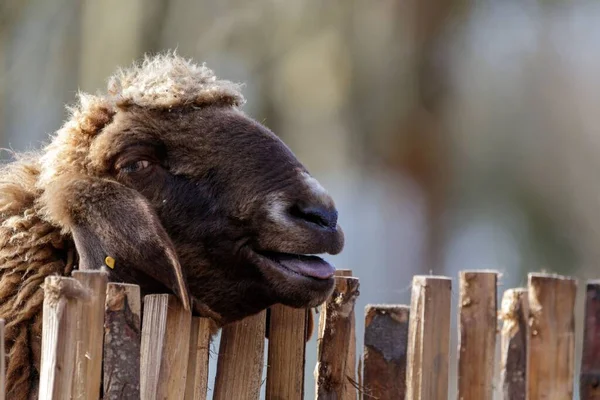 The head of the sheep on top of the bamboo fence