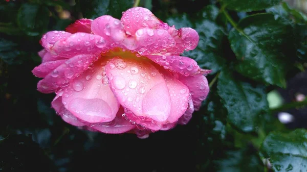 Крупный План Великолепной Розовой Розы Темно Зеленых Листьев Лесу Покрытом — стоковое фото