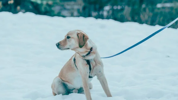 Cão Labrador Retriever Neve Inverno Whistler Canadá — Fotografia de Stock