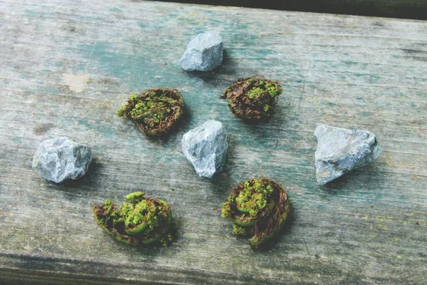 Closeup Roci Albastre Înghețate Frumoase Din Mare Scoici Verzi Cultivate — Fotografie, imagine de stoc
