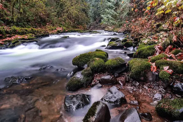 Una Hermosa Toma Río Bosque Durante Día Otoño — Foto de Stock