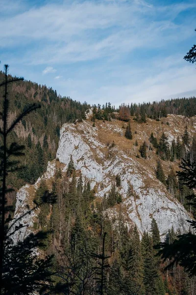 Вертикальный Снимок Горного Хребта Покрытого Альпийскими Деревьями Солнечный День — стоковое фото