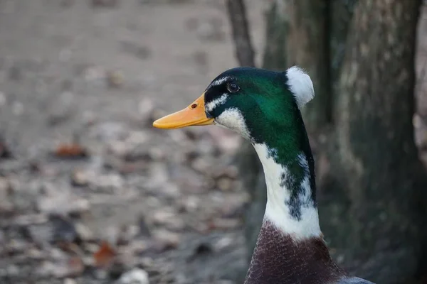 Closeup Head Goose Pond Blurred Background — Stock Photo, Image