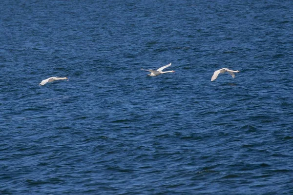 一只美丽的天鹅在蓝色的水面上飞翔 — 图库照片
