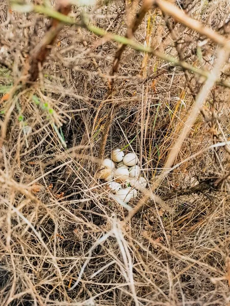 Selective Eggs Partridge Nest — Stock Photo, Image