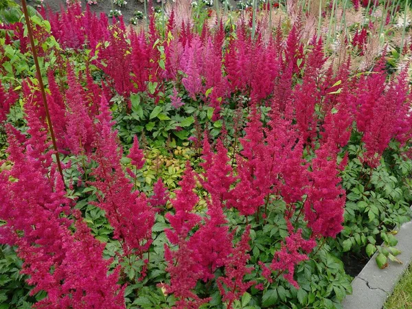 Japanse Astilbe Astilbe Japonica Van Familie Saxifragaceae Floriade Horticultural Exposition — Stockfoto