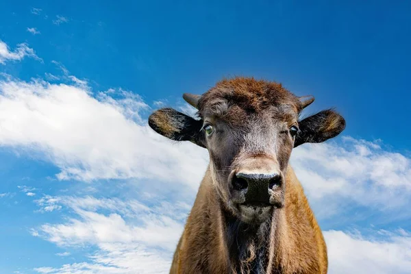 A portrait of a domestic cow standing under the bright blue sky
