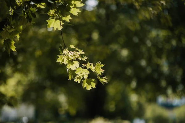 枫树叶在阳光下的田野树枝上的特写 背景模糊不清 — 图库照片