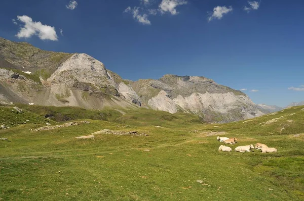 Stádo Krav Jasně Zeleném Poli Vysokými Skalnatými Horami Katalánských Pyrenejích — Stock fotografie