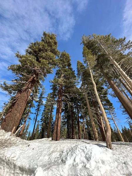 Pionowy Nisko Kątowy Strzał Wysokich Drzew Przeciw Błękitnemu Niebu Pięknym — Zdjęcie stockowe