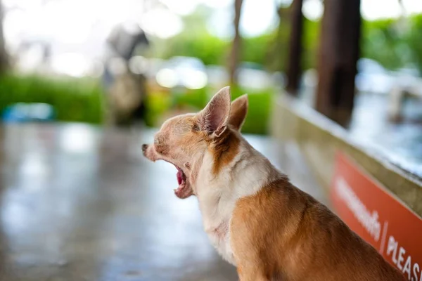 Zbliżenie Chihuahua Pies Ziewanie — Zdjęcie stockowe