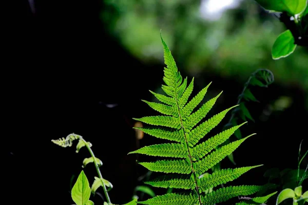 孤立した背景の森の中で 緑のシダの葉や他の植物のクローズアップショット — ストック写真