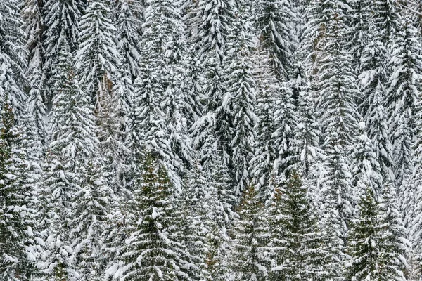 Beautiful View Snow Covered Trees Forest Cold Winter Day — Stock Photo, Image
