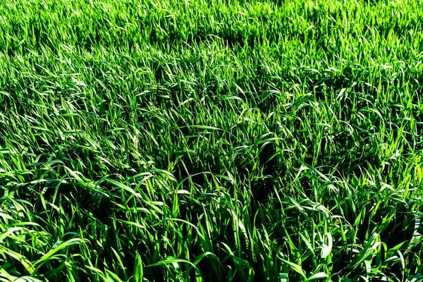Eine Grüne Weizenfeld Textur — Stockfoto