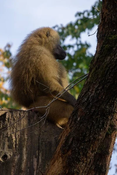 Stock image A closeup of a baboon sitting on a tree branch