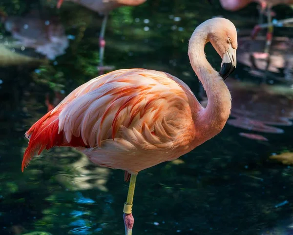 Close Flamingo Chileno Phoenicopterus Chilensis Uma Perna Junto Lago Zoológico — Fotografia de Stock