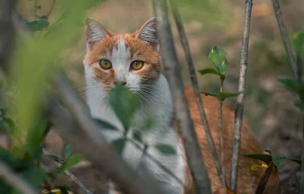 Yeşil Çalılıklarda Oturup Kameraya Bakan Tekir Bir Kedinin Yakın Çekimi — Stok fotoğraf