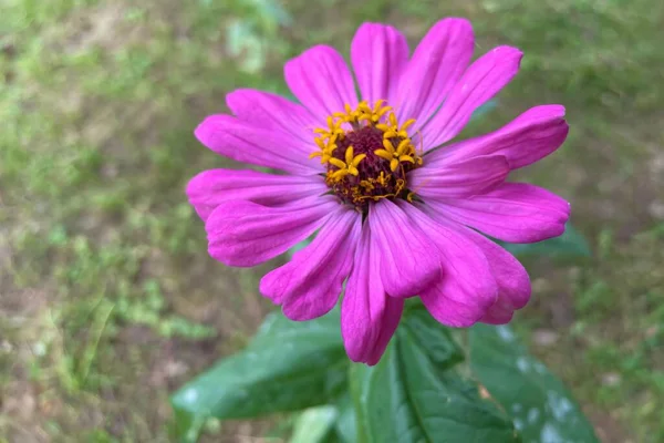 Egy Lila Zinnia Virág Kertben — Stock Fotó