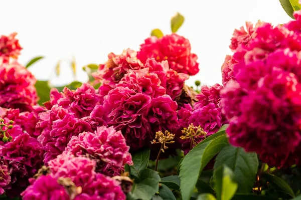 Primer Plano Hermosas Flores Peonía Ratán Rojo Bajo Luz Del — Foto de Stock